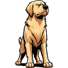 Golden Retriever Goldie Goldieowner Goldies
