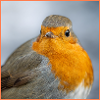 Robin Portrait