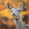 Autumn Deer Portrait