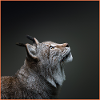 Lynx Gaze