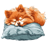 Sleeping Spitz on pillow