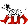 Dalmatian with red boots