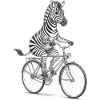 Zebra Cyclist on Bike