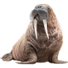 Walrus