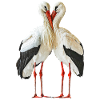 Whitestork's stork