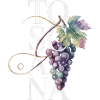 TOSCANA – Grapes