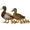 Duck Family