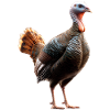Dinde Poules Oiseaux Dinde