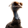 Dinde Poules Oiseaux Dinde