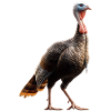 Dinde Poules Oiseaux Dinde