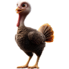 Dinde Poules Oiseaux Dinde