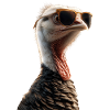 Dinde Poules Oiseaux Dinde