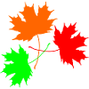 Dreifarbig Ahorn