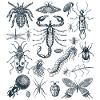 Insects Enthusiast, Insects, Insects Specimen