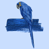 Blue Parrot