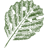 Leaf Print - Alder