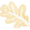 Leaf - Oak / Botany & Nature