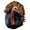 Dinde Poules Oiseaux Dinde
