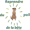 Reprendre du poil de la bête