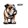 No English Bulldog Bully Bully Owner