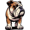 English Bulldog Bully Bully Owner Bullyfan