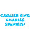 Cavalier King Charles Spaniel