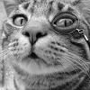Monocle Cat Black & White