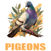 Pigeons Pigeon