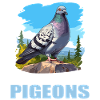 Pigeons Pigeon