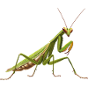 Praying mantises Praying mantis