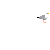 Mouette de Flensburg