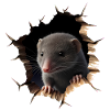 Rat out of the hole