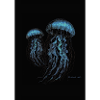 Quallen - Jellyfish
