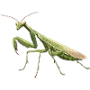 Praying mantises Praying mantis