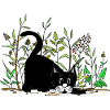 cat