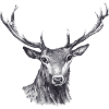 Cerf