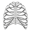 Chrome Ribcage / Skeleton Ribs