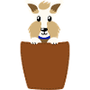 Schnauzer in Brusttasche