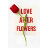 Love After Flowers Tulip Poetics