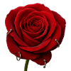 Rote Rose mit Piercings