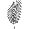 Black palm leaf pattern