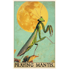 Praying mantises Praying mantis
