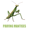 Praying mantises Praying mantis