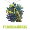 Praying mantises Praying mantis