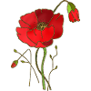 Fleur