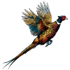 Coloured pheasant in flight