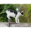 Cat balancer on wooden post