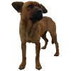 Chien