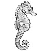 Hippocampe