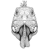 iguana